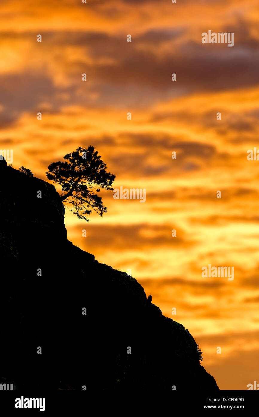 Ponderosa pine, Vaseaux Lake Provincial Park, Okanagan Valley, southern