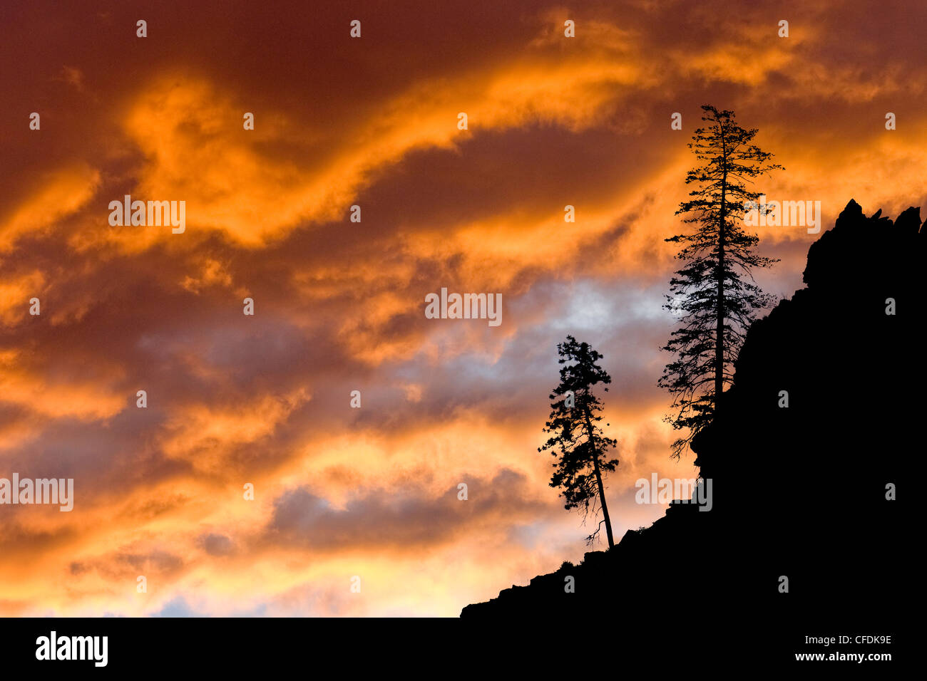 Ponderosa pines, Vaseaux Lake Provincial Park, Okanagan Valley
