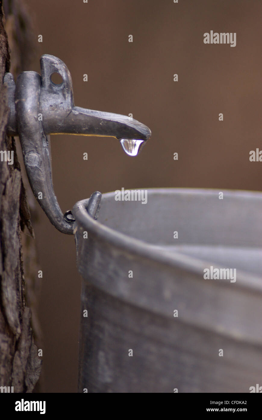 Maple sap dripping into bucket, Muskoka, Ontario, Canada Stock Photo