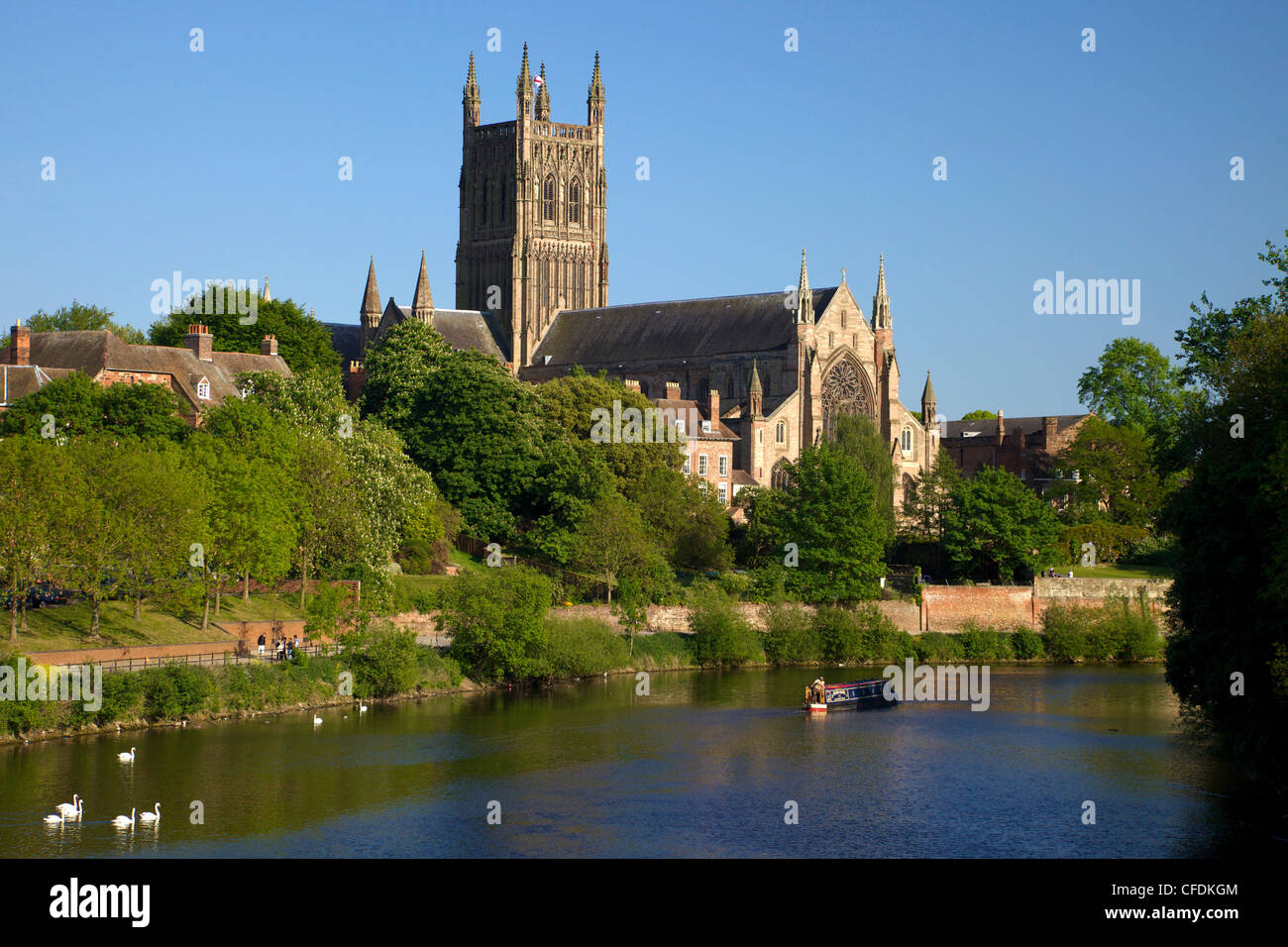 Mute swans and barge on River Severn, spring evening, Worcester Cathedral, Worcester, Worcestershire, England, United Kingdom Stock Photo