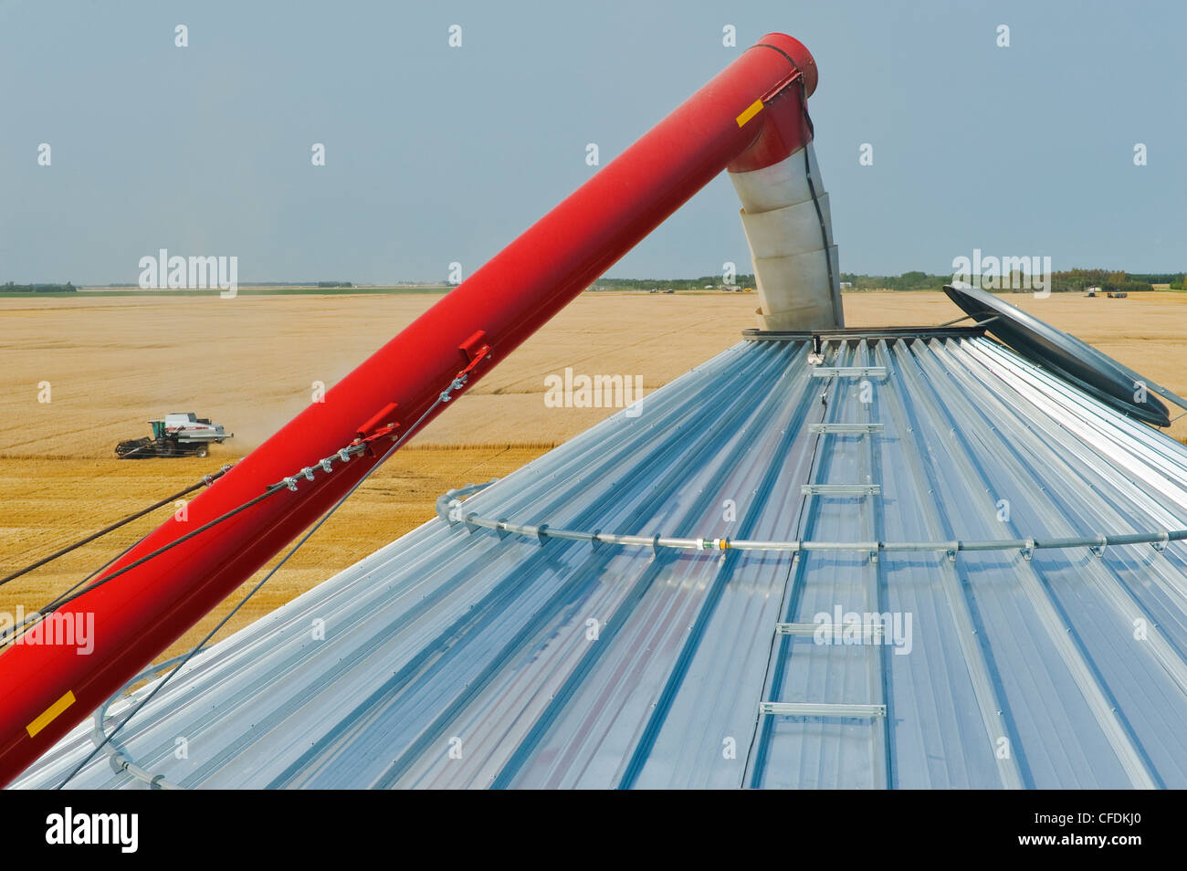 Grain storage bin and auger with combine harvesting wheat in the