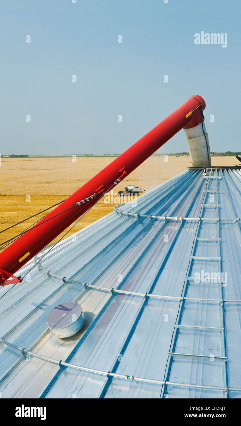 Grain storage bin and auger with combine harvesting wheat in the