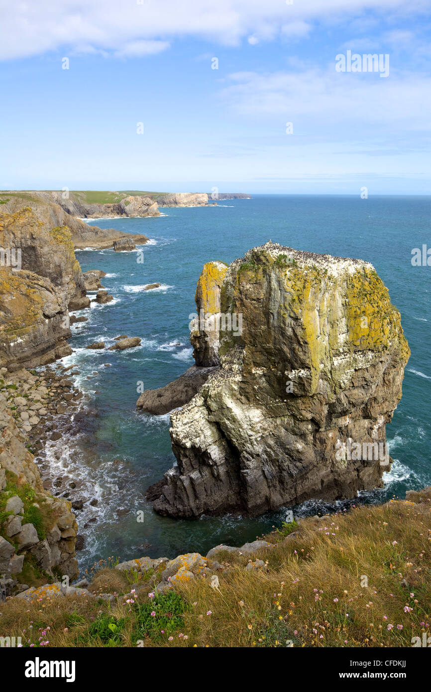 Stack Rocks, Pembrokeshire Coast National Park, Wales, United Kingdom, Europe Stock Photo