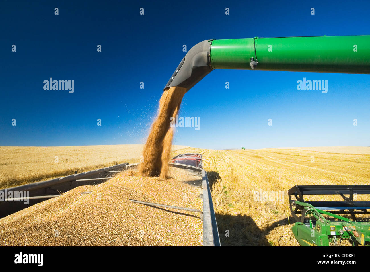 A combine auger empties spring wheat into a farm truck, near Pangman