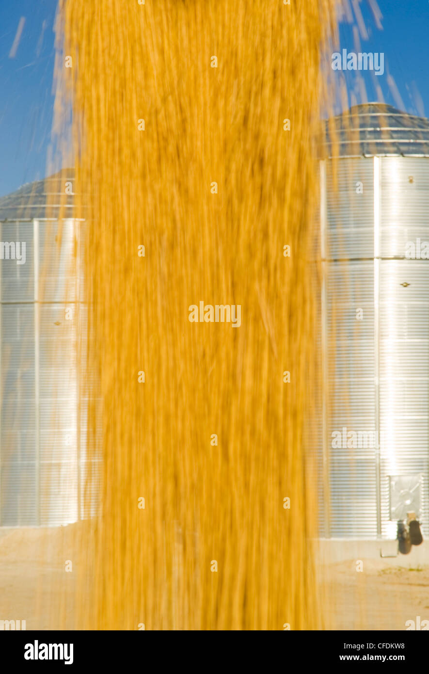 Loading soybeans from grain storage bins, near Lorette, Manitoba