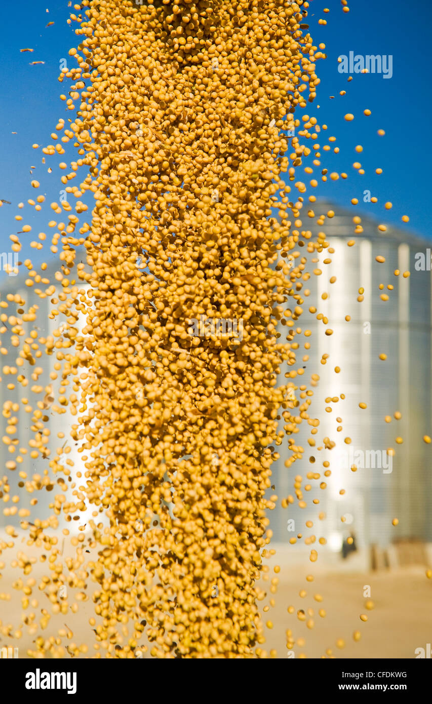 Loading soybeans from grain storage bins, near Lorette, Manitoba