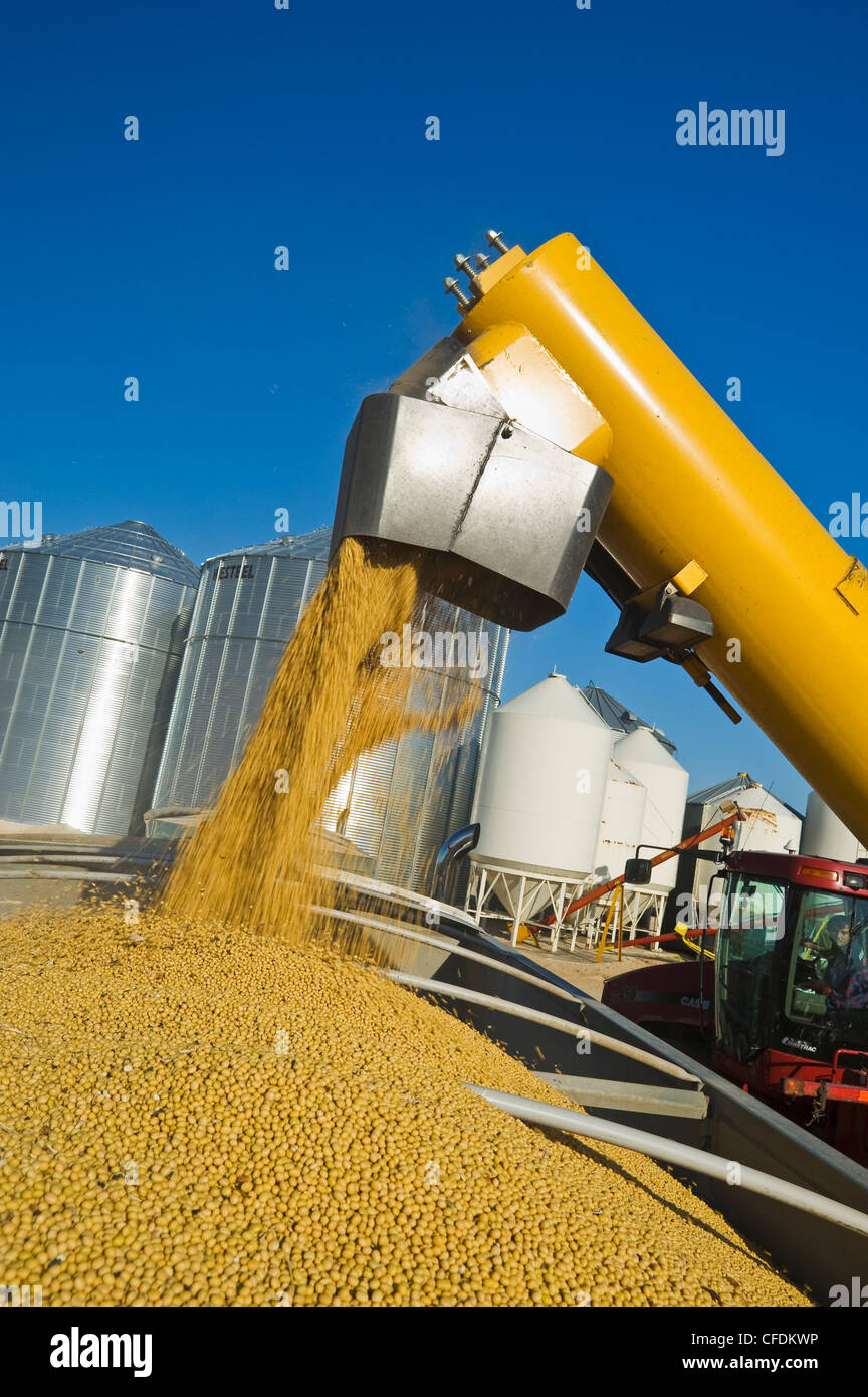 A grain wagon unloads soybeans into a farm truck during the harvest