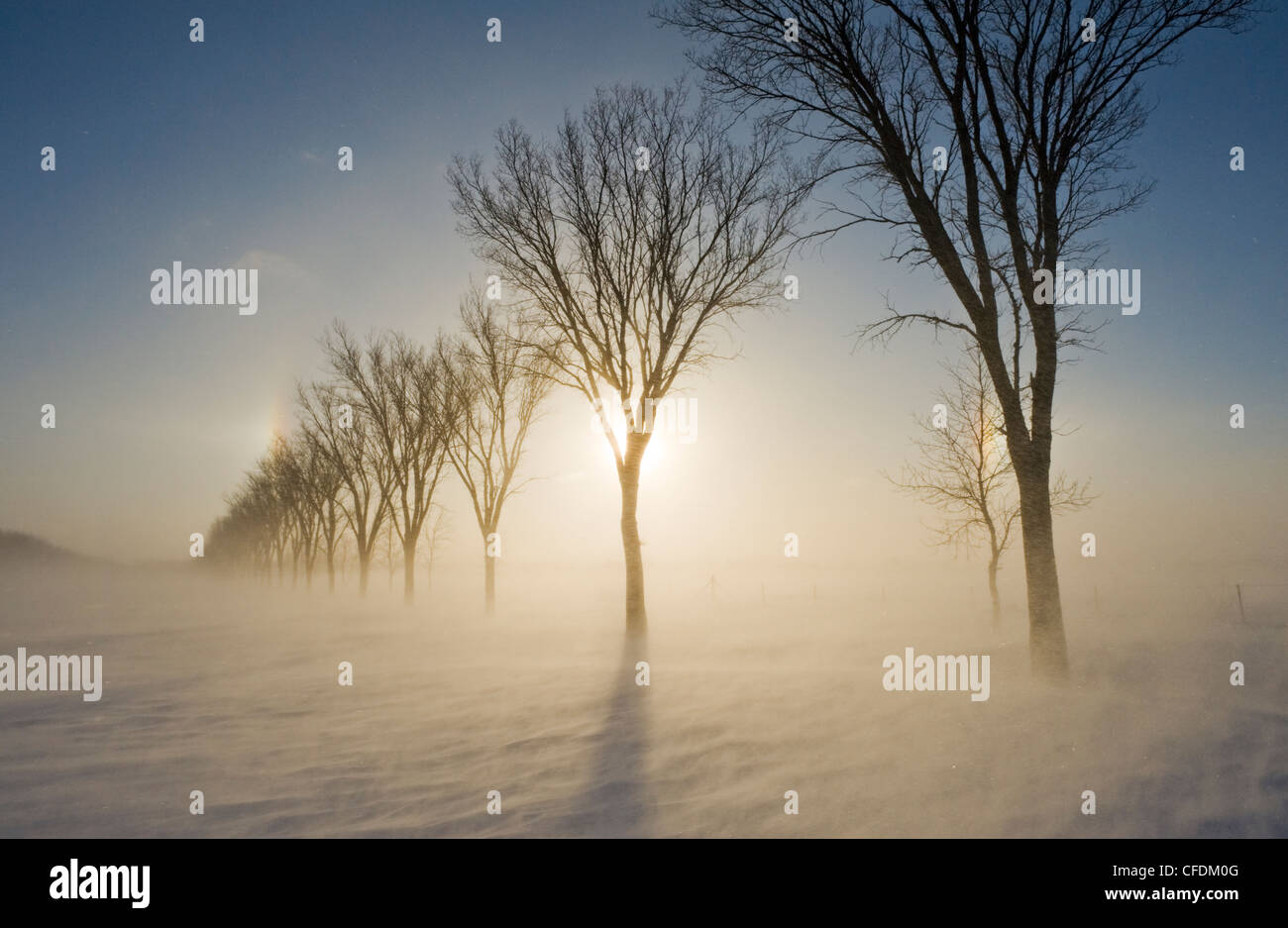 Blowing snow, shelterbelt, near St. Adolphe, Manitoba, Canada Stock Photo
