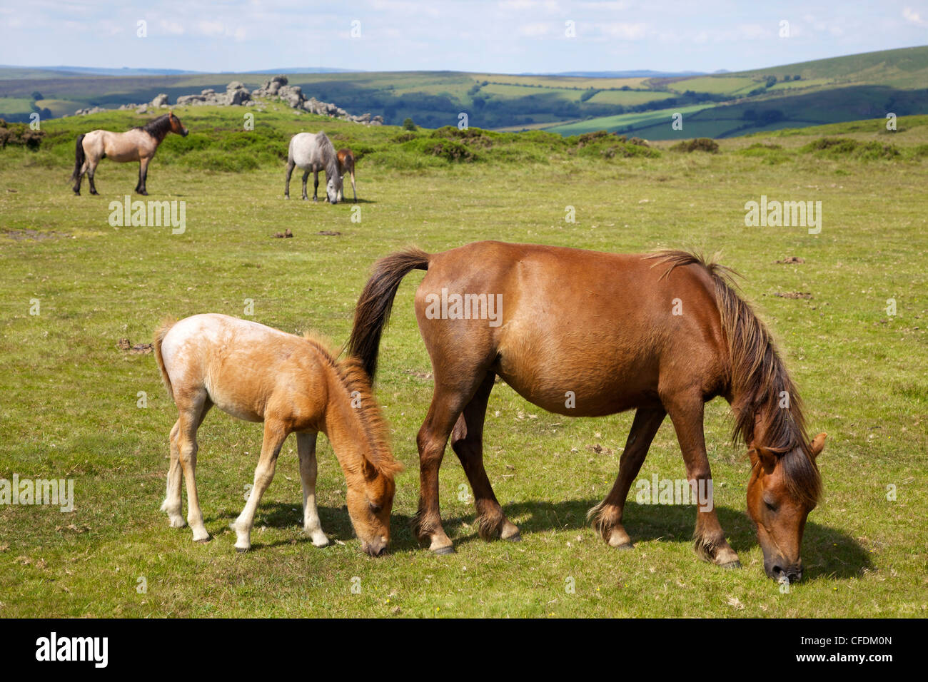 Dartmoor ponies and foals near Hound Tor, in summer sunshine, Devon, England, United Kingdom, Europe Stock Photo