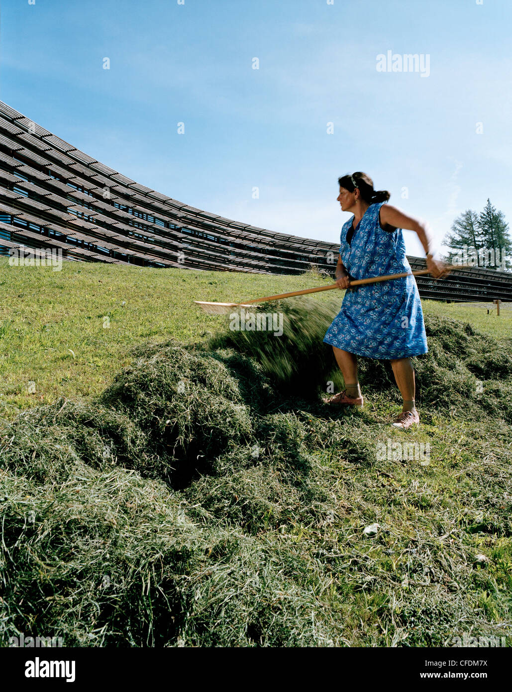 Woman raking hay near Vigilius Mountain Resort, Vigiljoch, Lana, Trentino-Alto Adige/Suedtirol, Italy Stock Photo