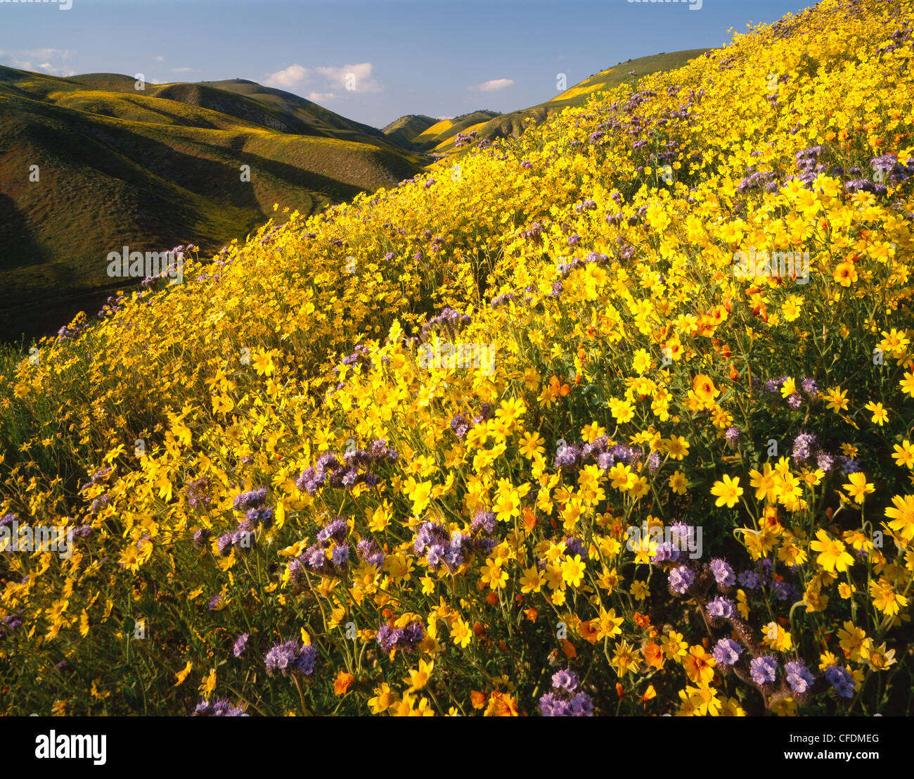 Desert Sunflowers inb bloom, near McKittrick, Kern County, California