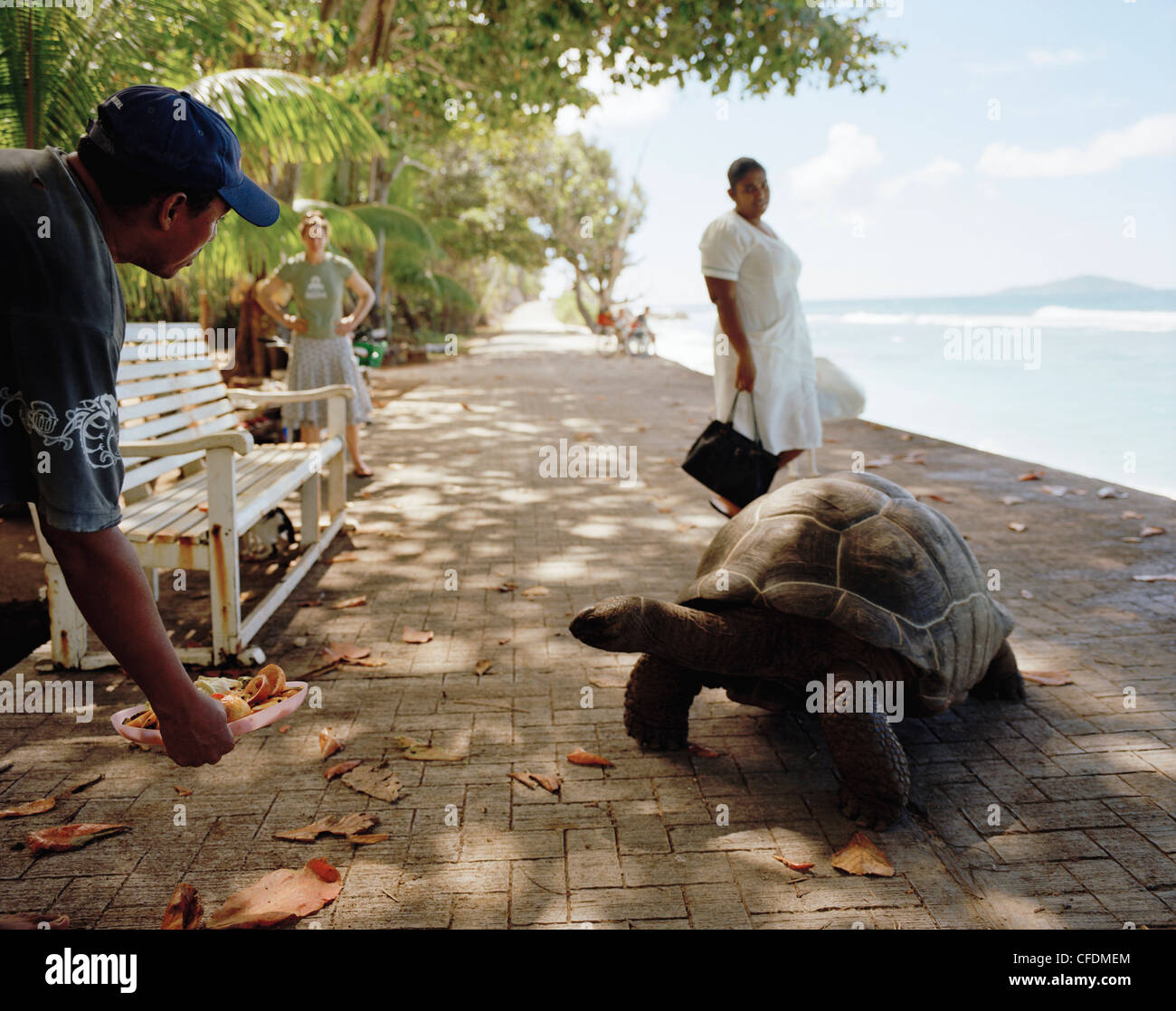 Owner luring 28 year old turtle on the promenade at Anse Banane, eastern La Digue, La Digue and Inner Islands, Republic of Seych Stock Photo