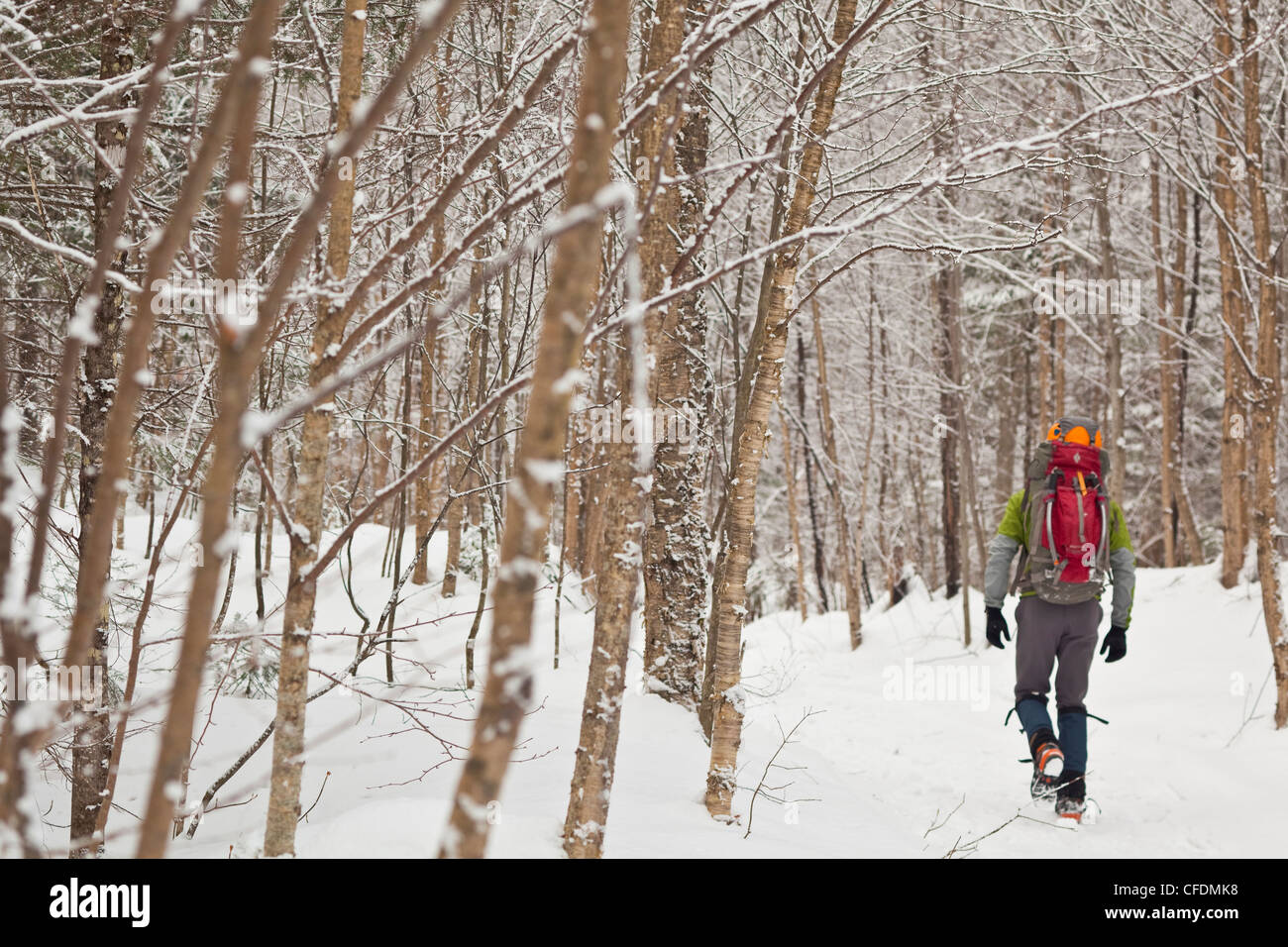 A young man hiking through the forest to go ice climbing for the day, near St Raymond, Quebec, Canada Stock Photo