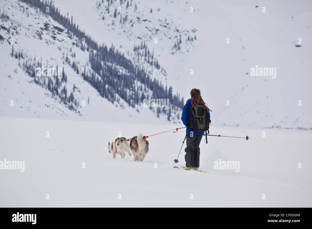 A man uses his dogs to ski tour across a frozen lake in Banff National Park, Icefields Parkway, Alberta, Canada Stock Photo