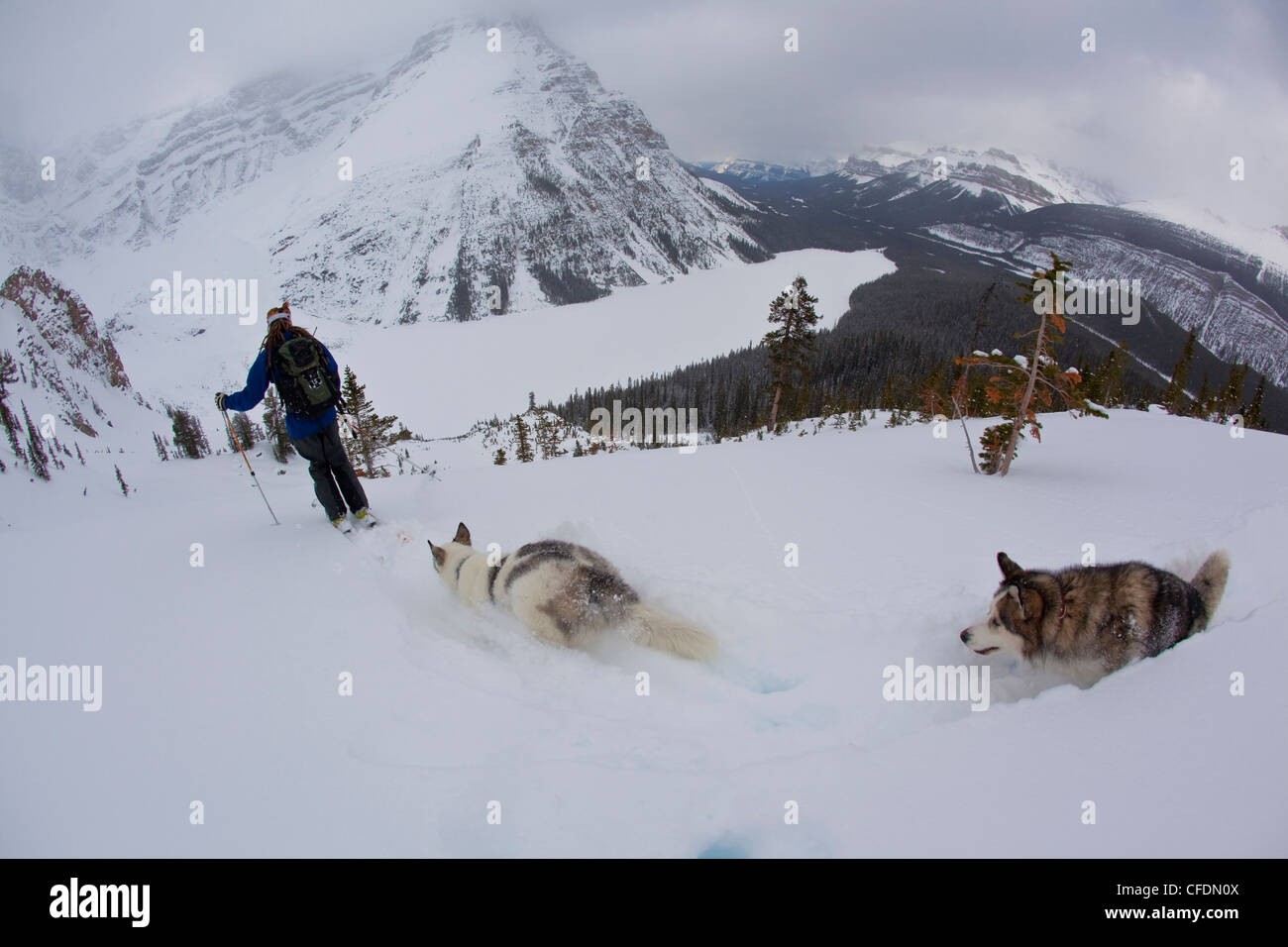 A man uses his dogs to ski tour across a frozen lake in Banff National Park, Icefields Parkway, Alberta, Canada Stock Photo