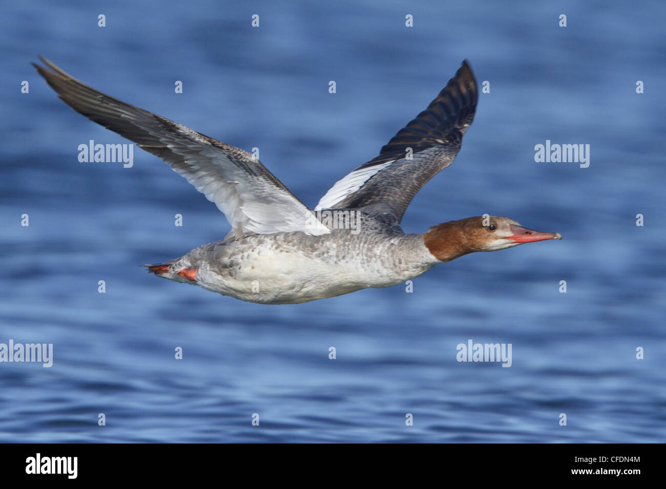 Common mergansers in flight hires stock photography and images Alamy