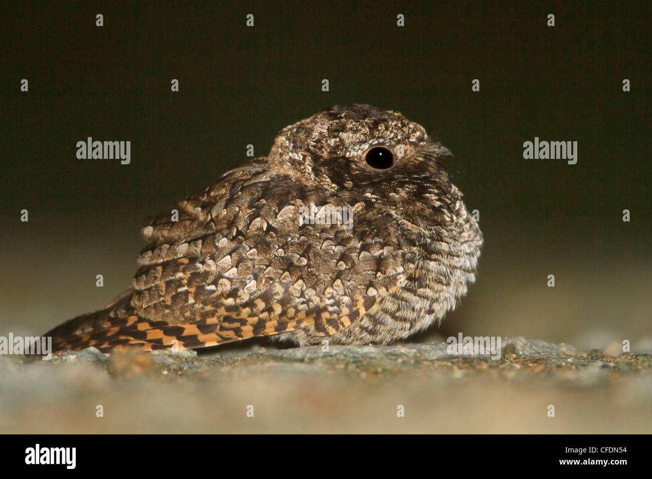 Common Poorwill (Phalaenoptilus nuttallii) perched on the ground in the Okanagan Valley, British Columbia, Canada. Stock Photo
