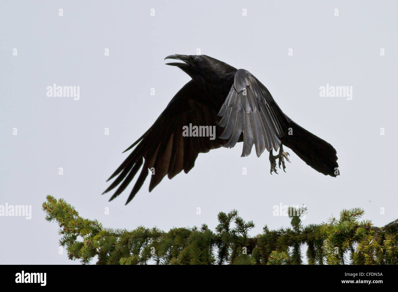 Raven with open mouth hires stock photography and images Alamy