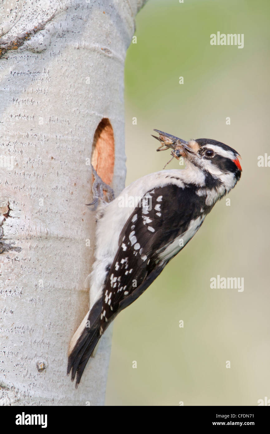 Hairy Woodpecker (Picoides villosus) perched at its nest cavity in the Okanagan Valley, British Columbia, Canada. Stock Photo
