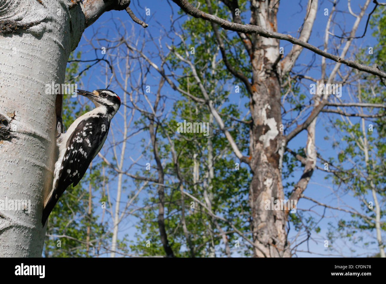 Hairy Woodpecker (Picoides villosus) perched at its nest cavity in the Okanagan Valley, British Columbia, Canada. Stock Photo