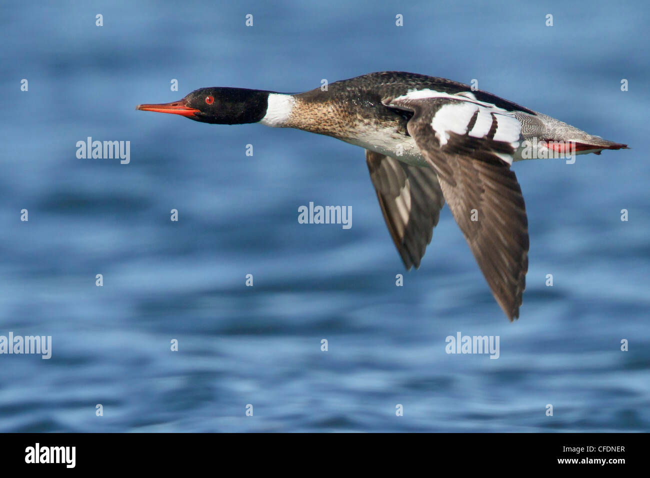 Red breasted merganser flight hires stock photography and images Alamy