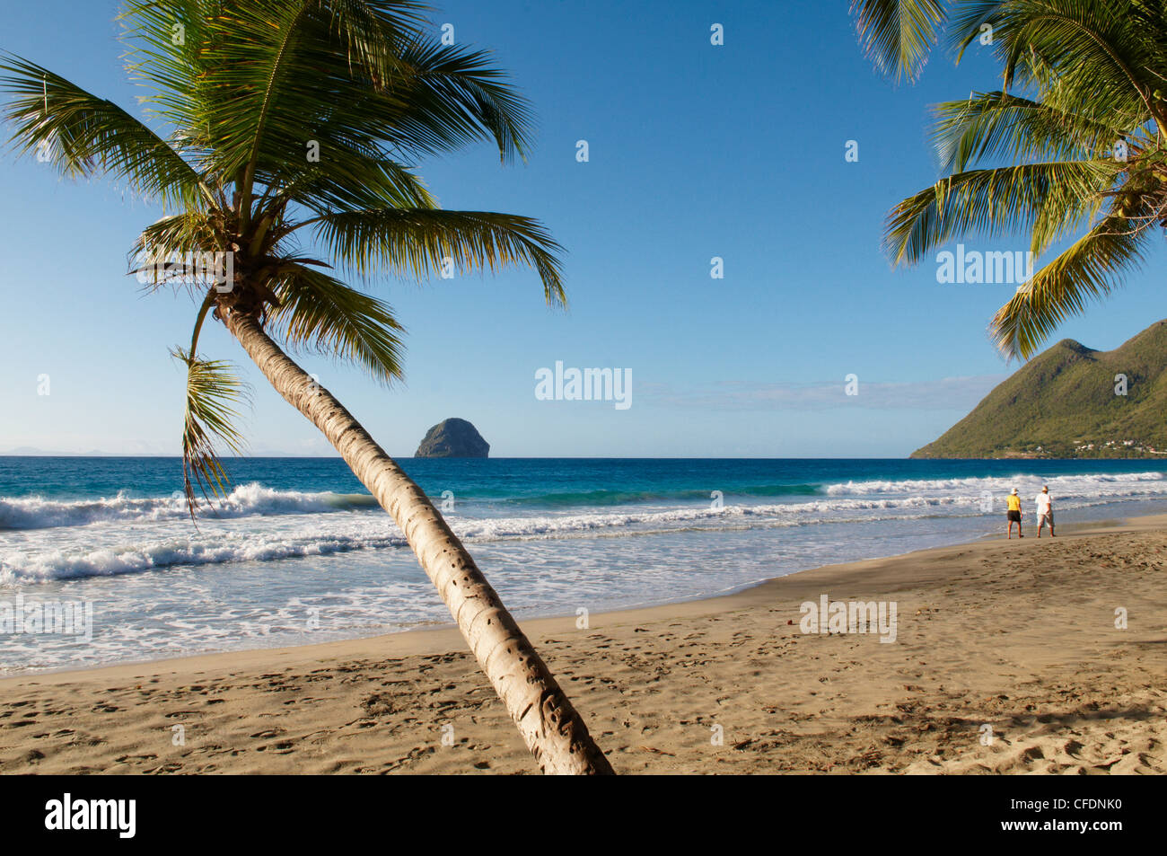 Beach and palm tree, Diamond, Martinique, French Overseas Department, Windward Islands, West Indies, Caribbean, Central America Stock Photo