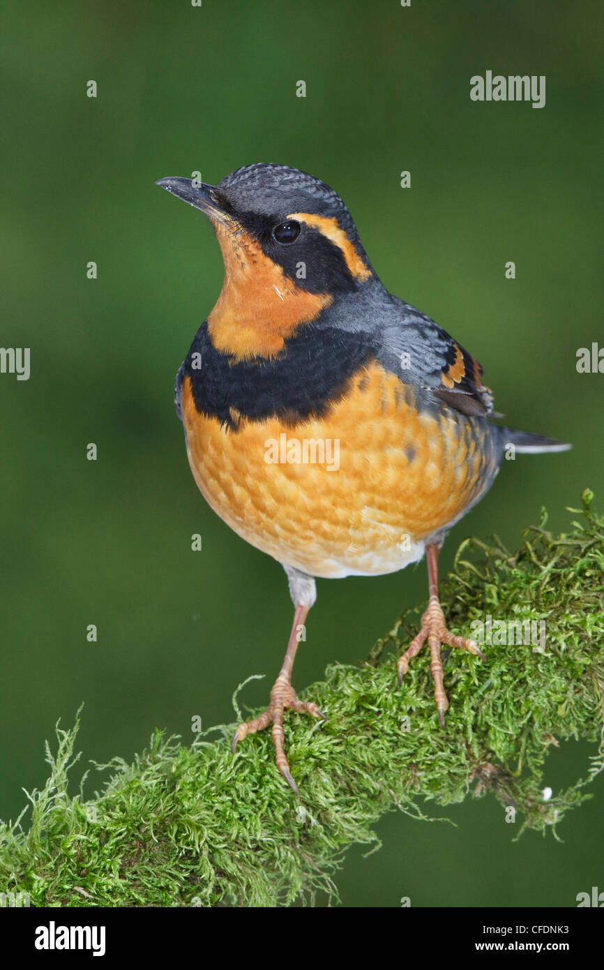 Varied Thrush (Ixoreus naevius) perched on a branch in Victoria, British Columbia, Canada. Stock Photo