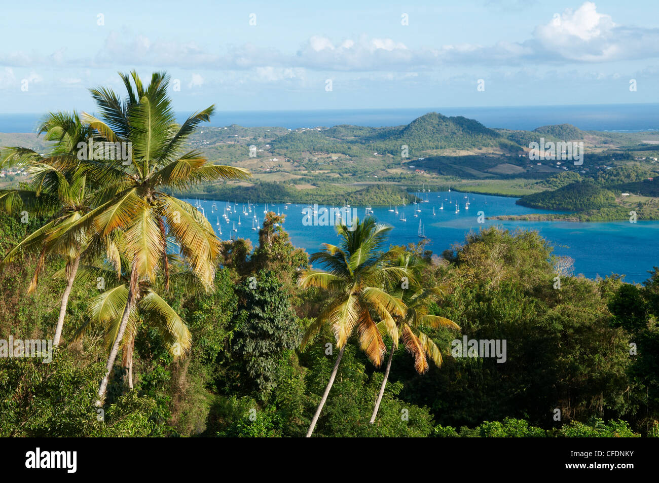 View over palm trees, Cul de Sac Du Marin, Martinique, French Overseas Department, Windward Islands, West Indies, Caribbean Stock Photo