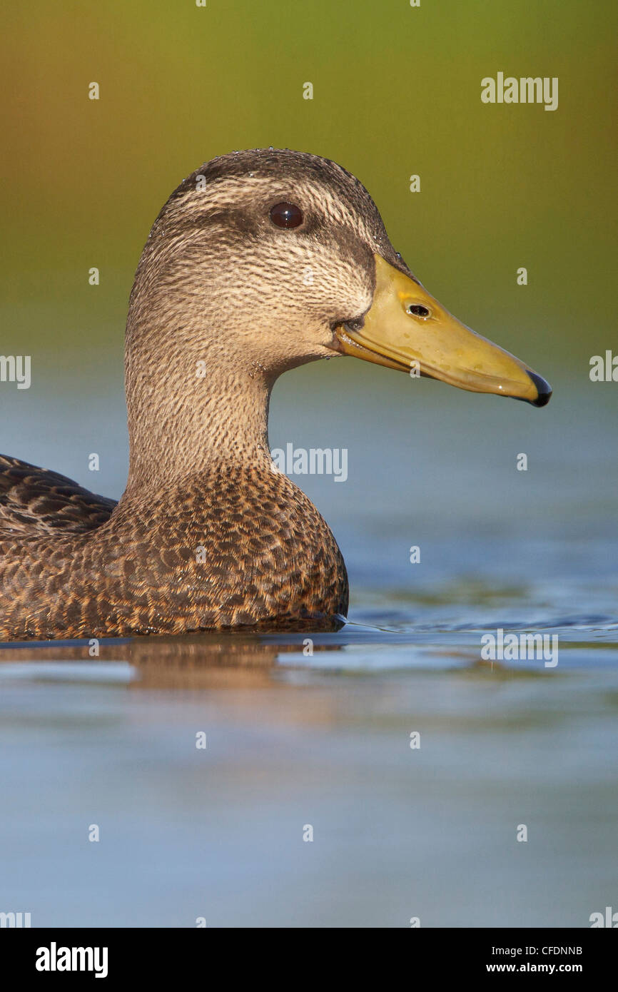 American black duck hires stock photography and images Alamy