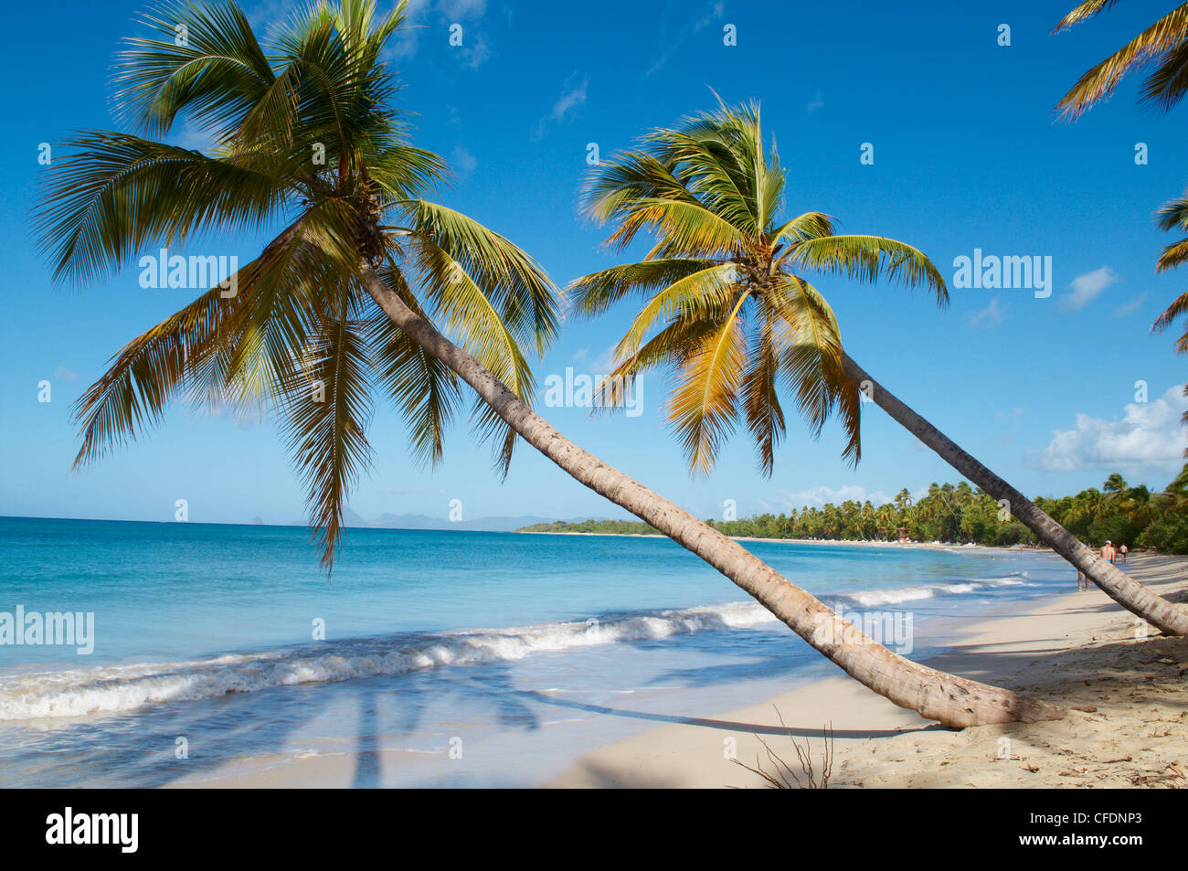 Silver sand and palm trees, Sainte Anne beach, Martinique, French Overseas Department, Windward Islands, West Indies, Caribbean Stock Photo