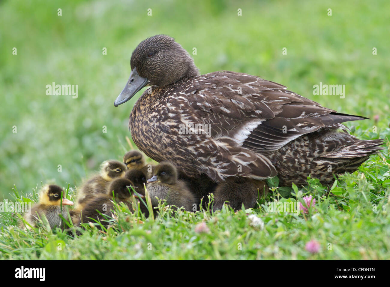 American Black Duck (Anus rubripes) perched on the ground in Newfoundland, Canada. Stock Photo
