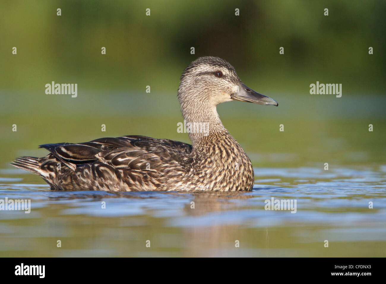 American Black Duck (Anus rubripes) swimming in a pond in Newfoundland