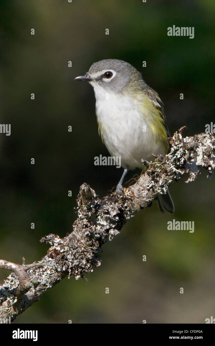 Blue-headed Vireo (Vireo solitarius) perched on a branch in Newfoundland, Canada. Stock Photo