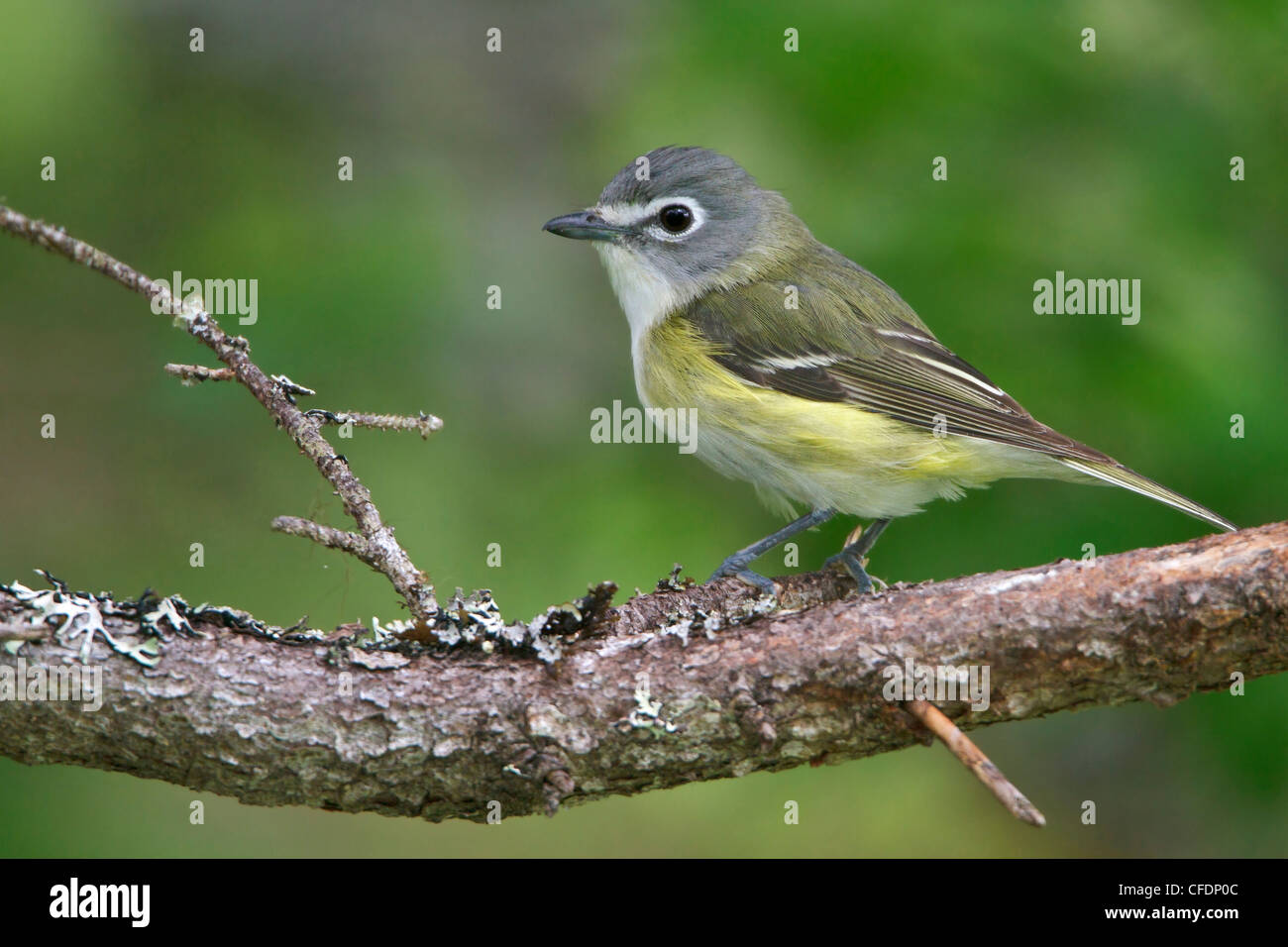 Blue-headed Vireo (Vireo solitarius) perched on a branch in Newfoundland, Canada. Stock Photo