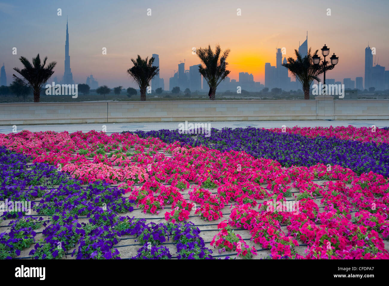 Dubai palm trees hires stock photography and images Alamy