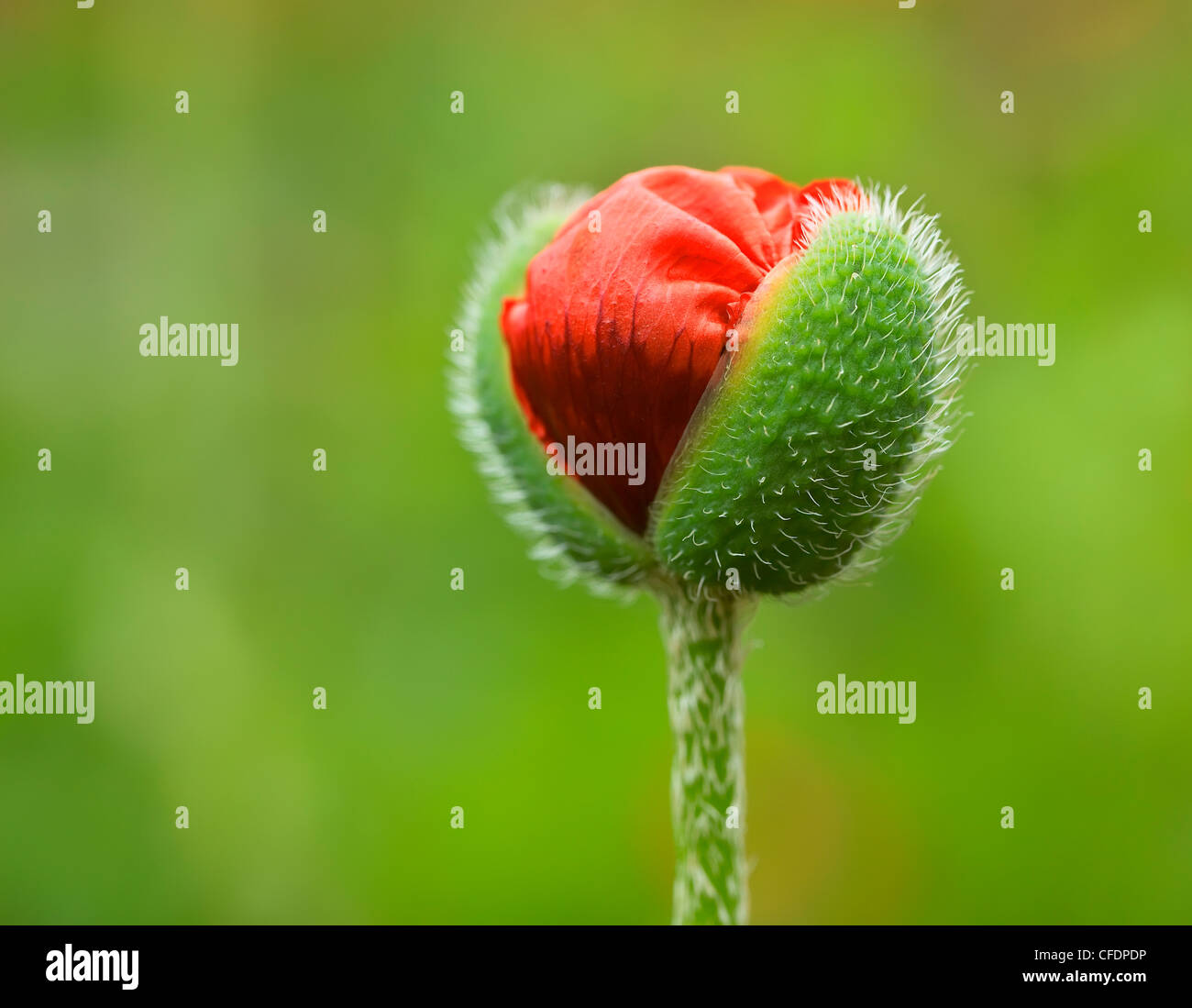 Oriental Poppy flower bud, Manitoba, Canada. Stock Photo