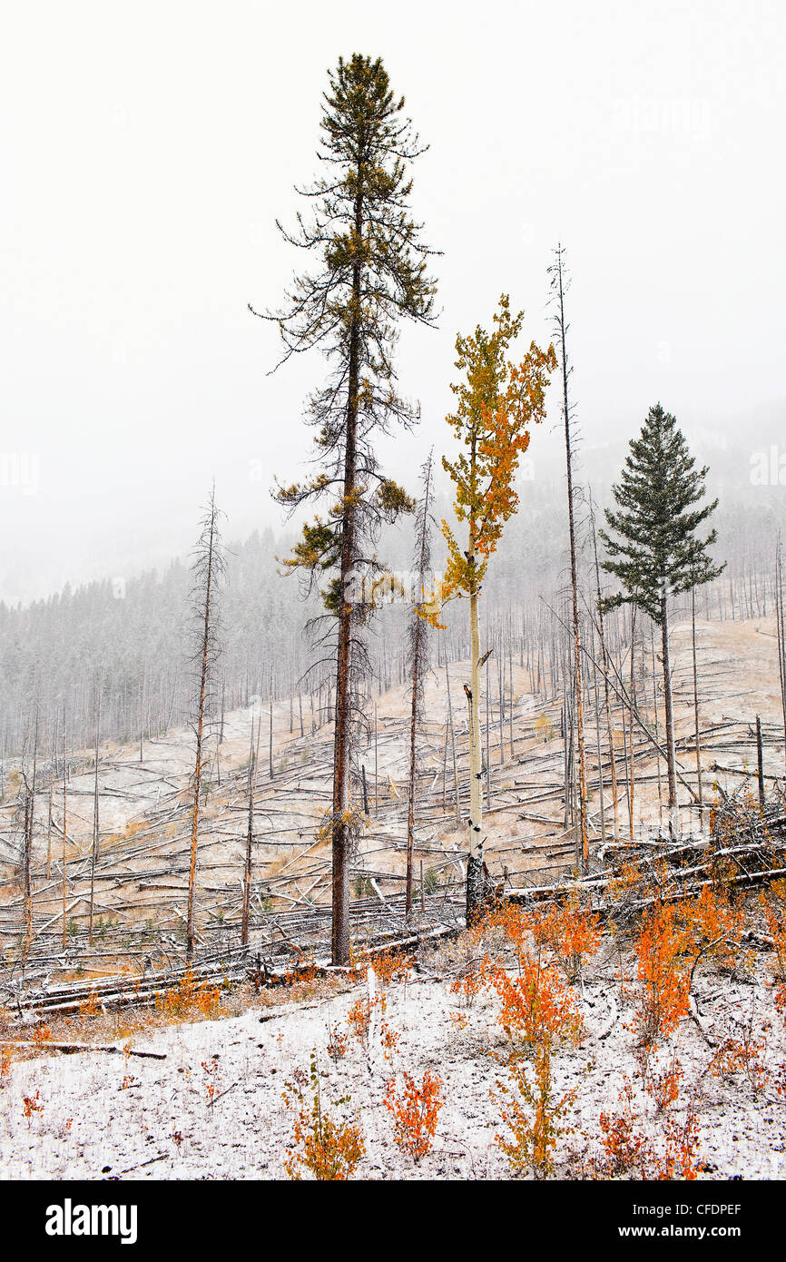 Burnt trees on hillside taken in 993, Banff National Park, Banff, Alberta, Canada Stock Photo