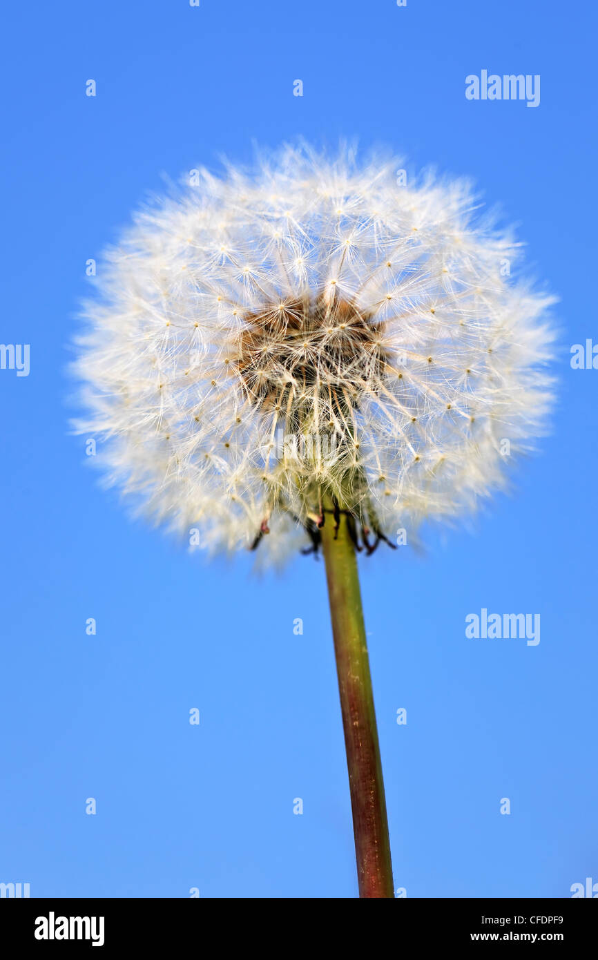 Dandelion, seed head Stock Photo