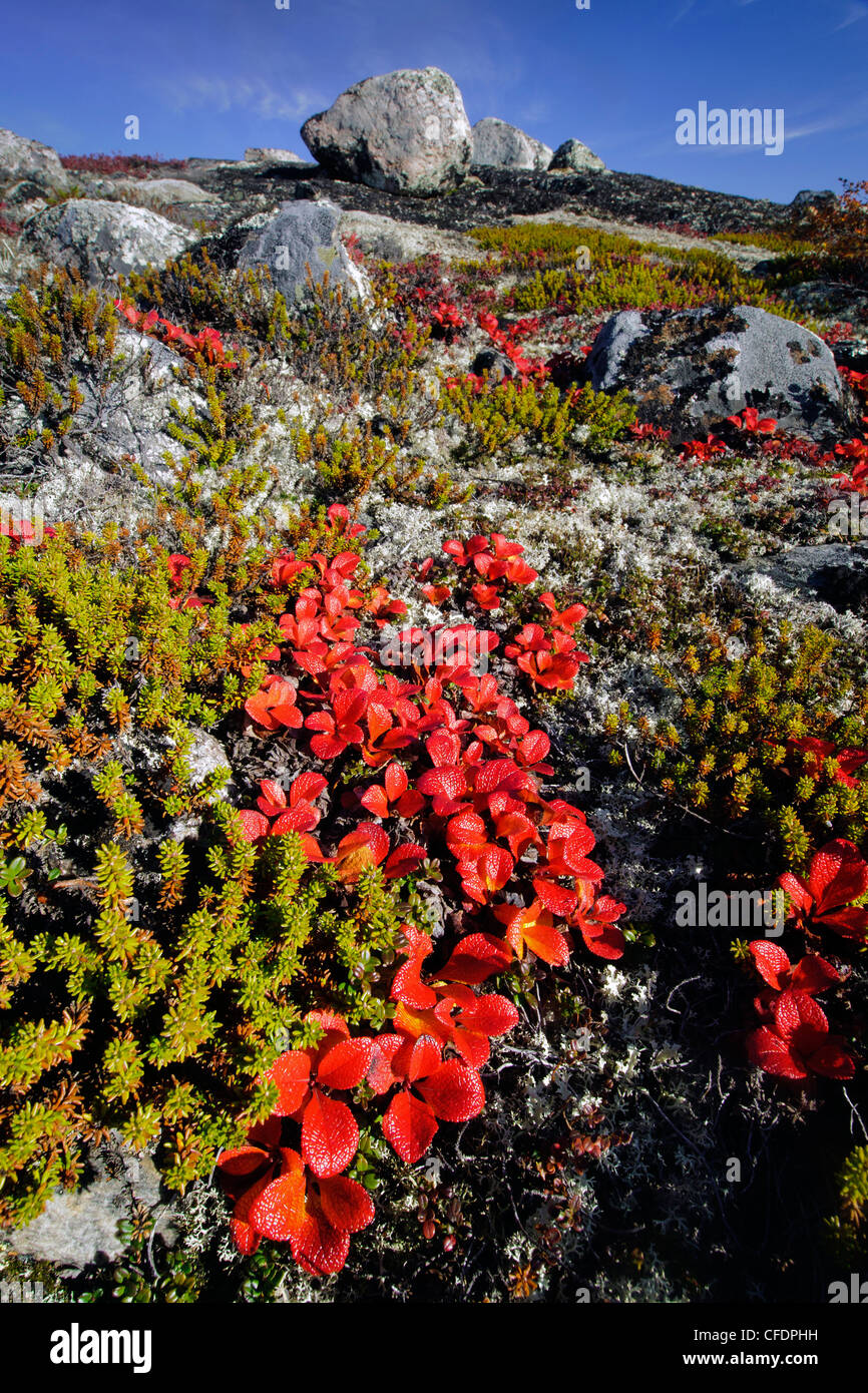 Scarlet bearberry (Arctostaphalos spp), Barrenlands, central Northwest Territories, Arctic Canada Stock Photo