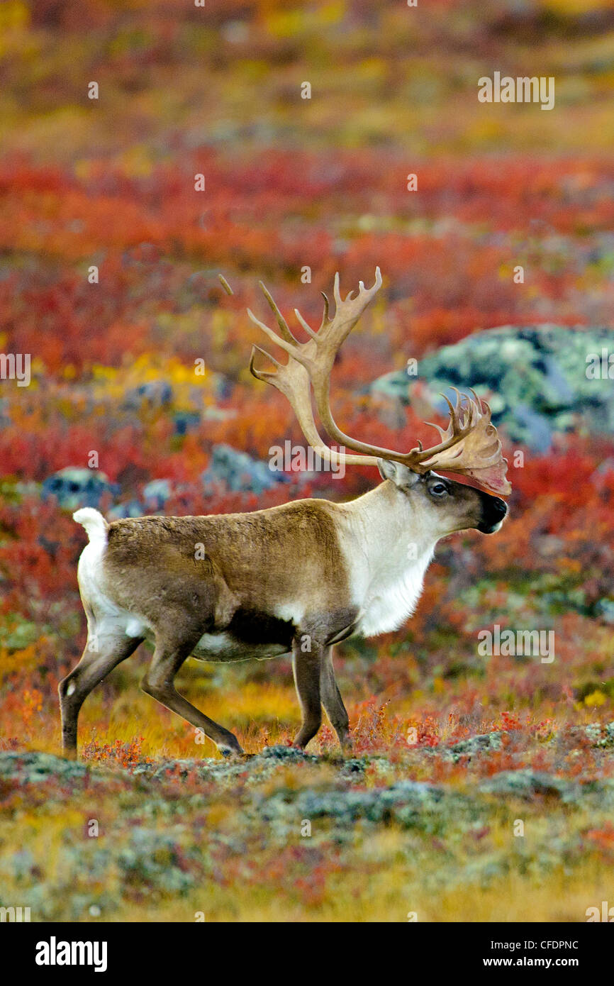 Barrenground caribou bull (Rangifer tarandus), Barrenlands, central Northwest Territories, Arctic Canada Stock Photo