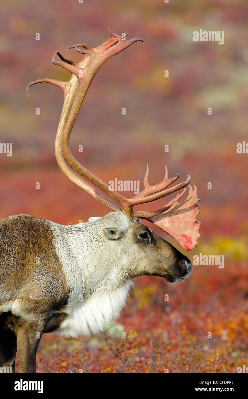 Reindeer side profile hi res stock photography and images Alamy