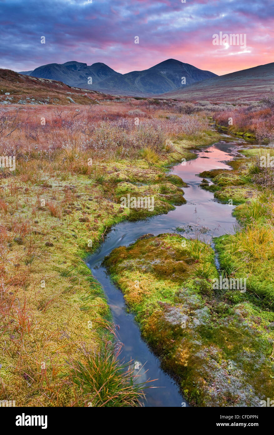 Mossy banks of a stream, Rondane National Park, Norway, Europe Stock Photo