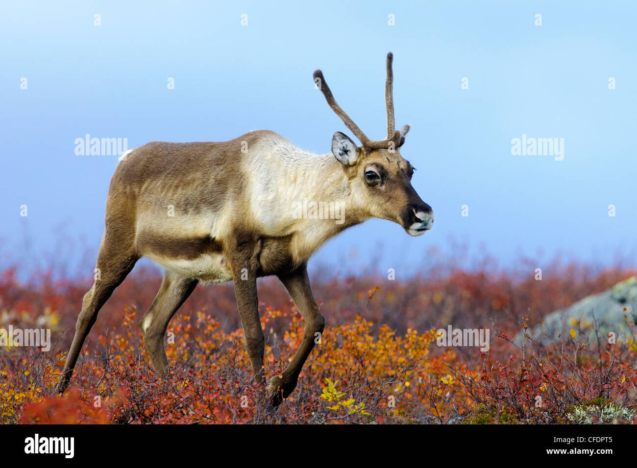 Barrenground caribou cow Rangifer tarandus autumn Stock Photo