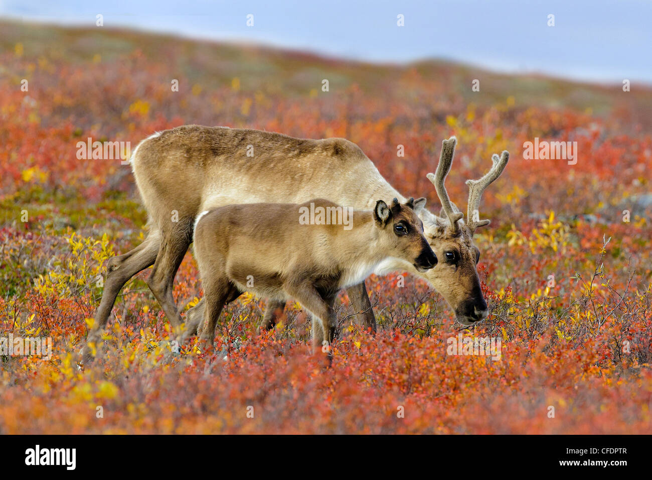 Barrenground caribou mother Rangifer tarandus Stock Photo