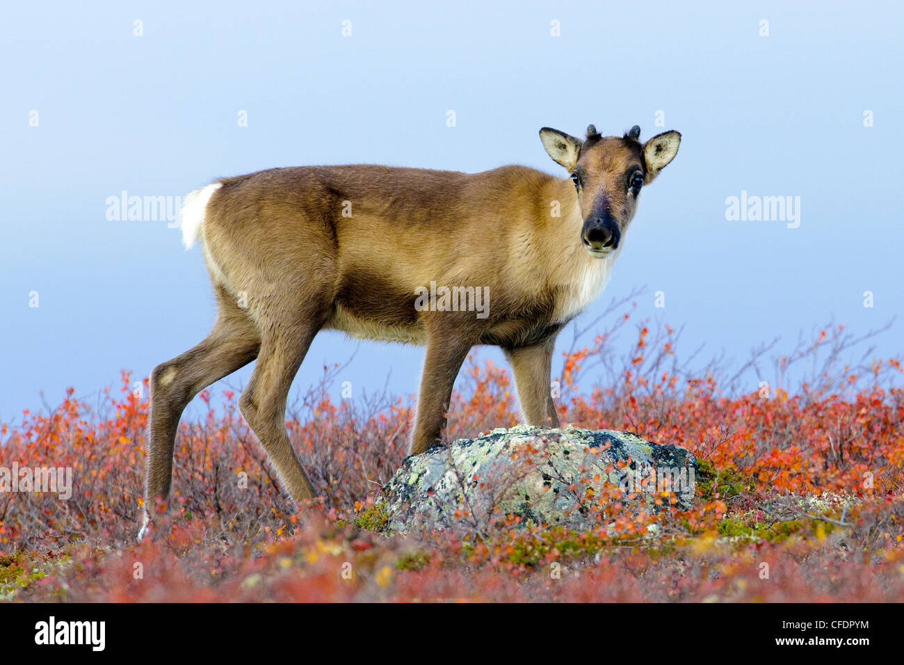 Caribou calf Rangifer tarandus autumn tundrprior Stock Photo
