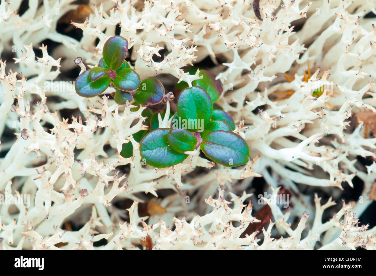Bog cranberry leaves in reindeer lichen (Cladonia spp), Barrenlands, central Northwest Territories, Arctic Canada Stock Photo