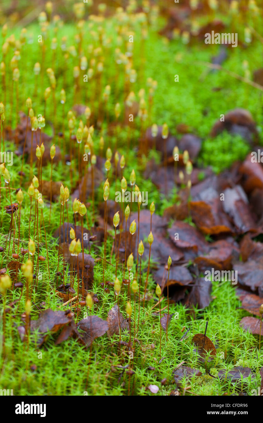 Close up moss landscape hi-res stock photography and images - Alamy