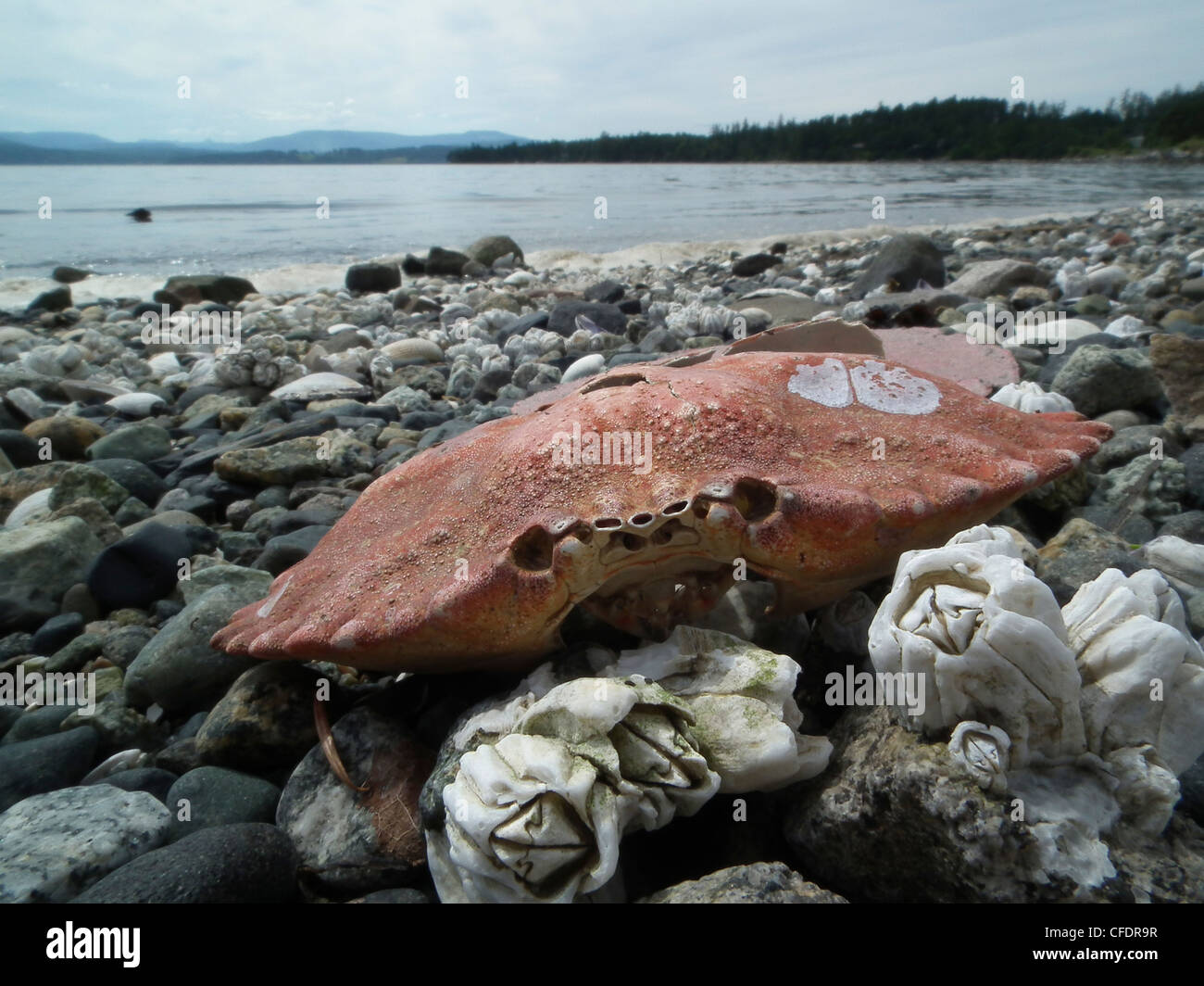 The shell of a red rock crab (Cancer productus) Patricia Bay, Vancouver Island, British Collumbia, Canada Stock Photo
