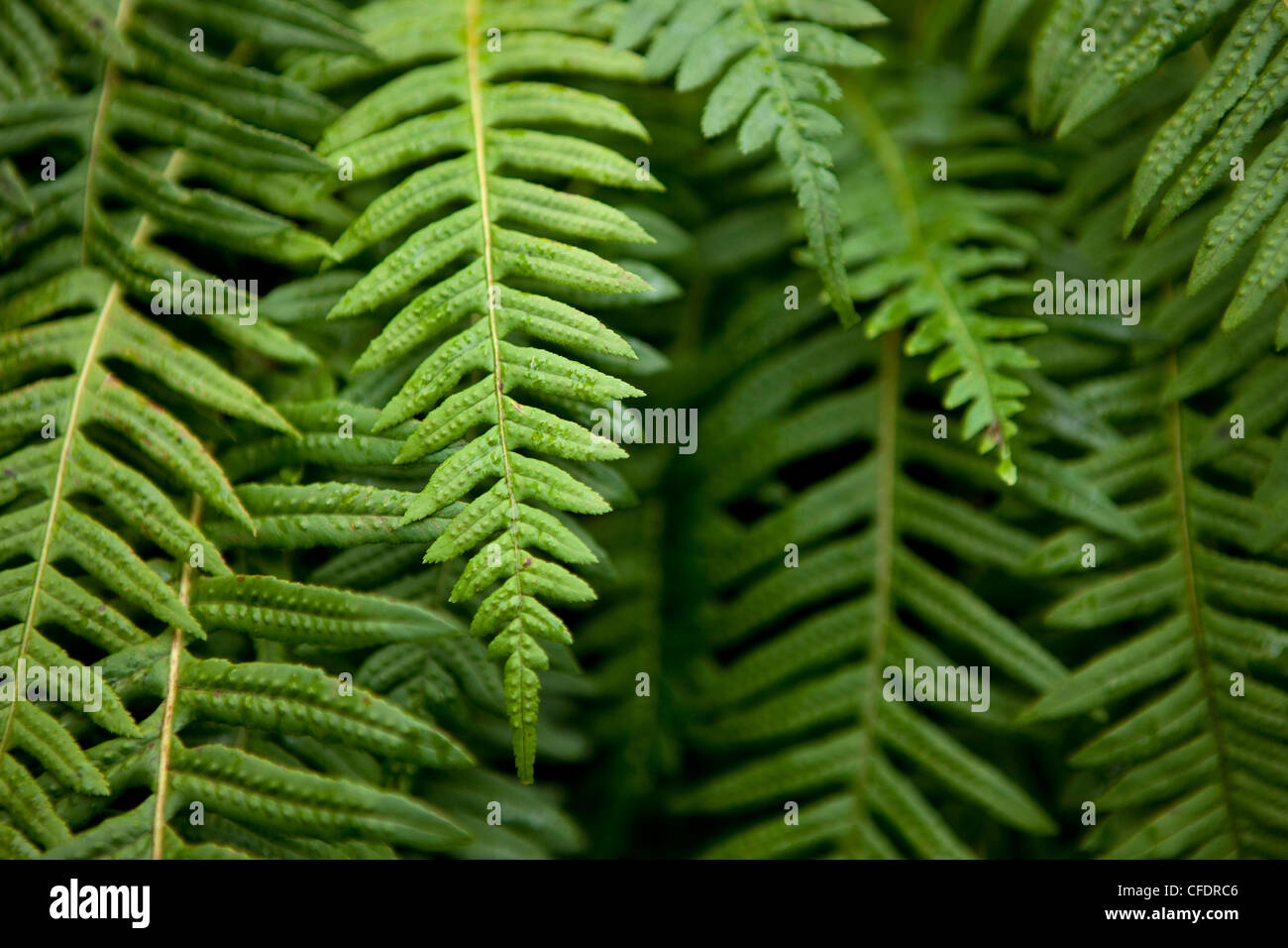 A group of green ferns. Stock Photo