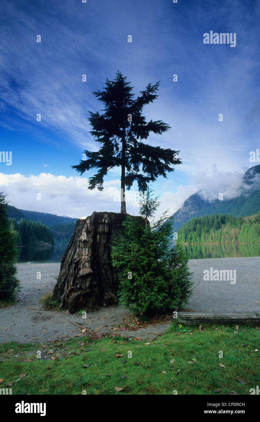 Tree growing on large stump Buntzen Lake Recreation Area, Anmore, Greater Vancouver Regional